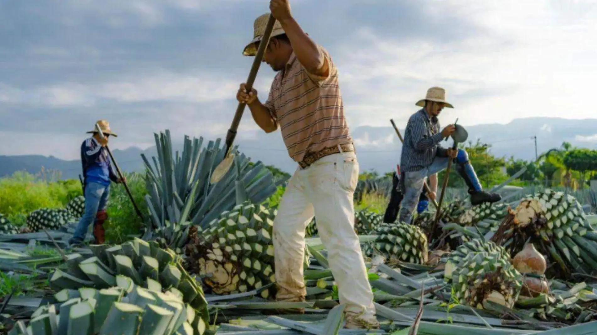 Producción de Bacanora - Barman.news